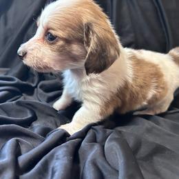 Hickory - Piebald male Dachshund puppy in Spring Creek, Nevada from Hobby Horse Mini Doxies