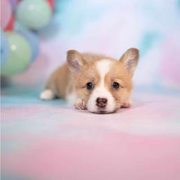 American Corgi and Pembroke Welsh Corgi Puppies from Constellation Corgi