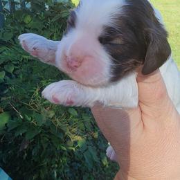 AKC Yahtzee - Brown and white female Cocker Spaniel puppy in New Market, Tennessee from Down in the Holler