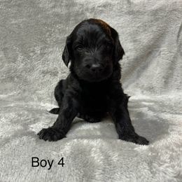 Goldendoodle Puppies from Bell’s Goldendoodles