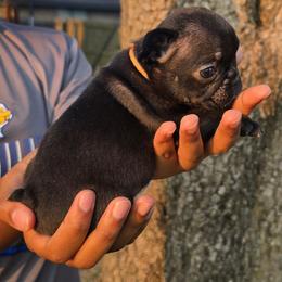 Pink Collar - Black female French Bulldog puppy in Tyler, Texas from Texas Top Notch Frechies