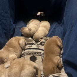 Astrid - Cafe au lait female Maltipoo puppy in San Antonio, Texas from Maria Ramirez