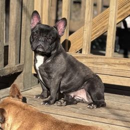 Dolly - French Bulldog
