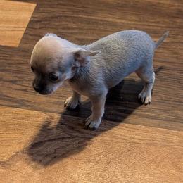 Single Wide Laverne - Blue and tan female Chihuahua puppy in Marianna, Florida from Garden Tub Chihuahuas