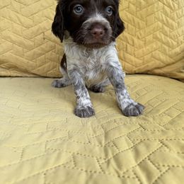 Girl 4 - Liver roan female Brittany puppy in Shinnston, West Virginia from Brookfield Farm Brittanys LLC