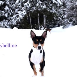Rat Terriers from Sandpoint Deckers