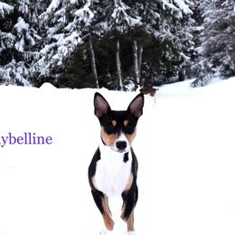 Rat Terriers from Sandpoint Deckers