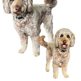 Drew - Aussiedoodle