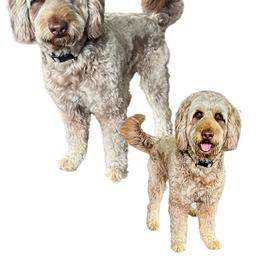 Drew - Aussiedoodle