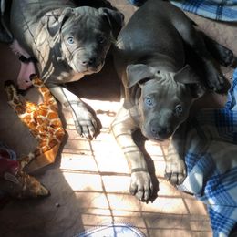 American Bully Puppies from 49th State Kennels