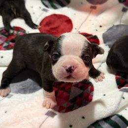 Bailey - Black and white female Boston Terrier puppy in Lakewood, California from So Cal Boston’s