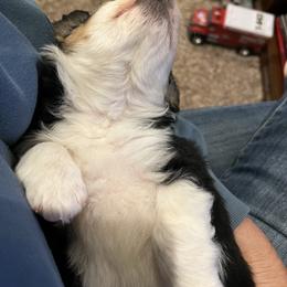 Golden Aussiedoodle and Goldendoodle Puppies from Wild Rose Tiny Poodles & Doodles