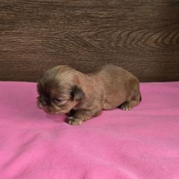 Female 2 - Liver female Shih Tzu puppy in Meadows Of Dan, Virginia from Walt’s Shih Tzus