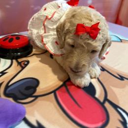 Houston - Apricot female Poodle puppy in Mobile, Alabama from Semmy’s Standard Poodle LLC