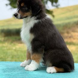 Irish Goodbye - Black tri-color male Australian Shepherd puppy in Touchet, Washington from Northwest Rainbow Aussies and Golden Retrievers