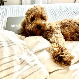 Honey - Goldendoodle