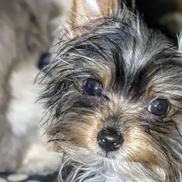 Shih Tzus and Yorkshire Terriers from Ali Paws Acres