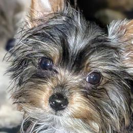 Shih Tzus and Yorkshire Terriers from Ali Paws Acres