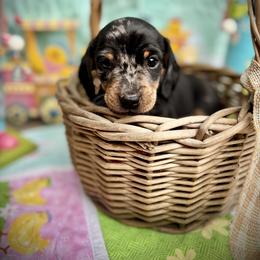 Dachshund Puppies from Ranchy Doxies