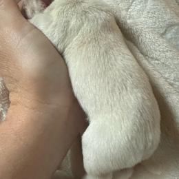 Boy 1 - Cream male French Bulldog puppy in Opelika, Alabama from Fancy Face Frenchies