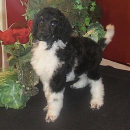 Ambition - Bernedoodle