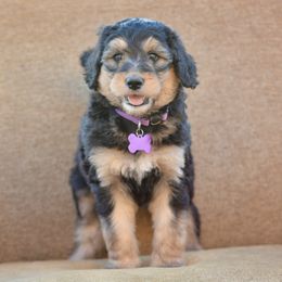 Purple Collar Female - Phantom female Bernedoodle puppy in Scottsboro, Alabama from Dixie Land Doodles