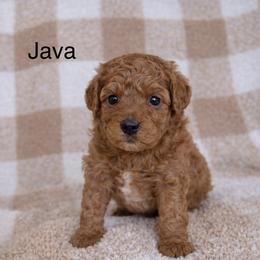 Java - Red male Bernedoodle puppy in Gilbert, Arizona from LittleLegacyDoodles