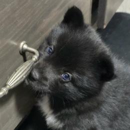 Pomsky Puppies from Pomskies of Vermont