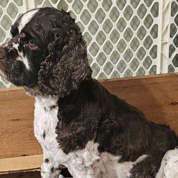 Scarlett - Cockapoo