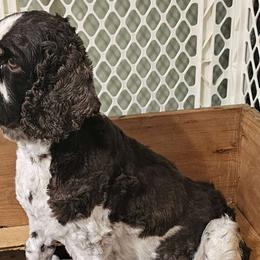 Scarlett - Cockapoo