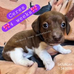 Ceres - Piebald female Dachshund puppy in Harrodsburg, Kentucky from Wayward Home Dachshunds