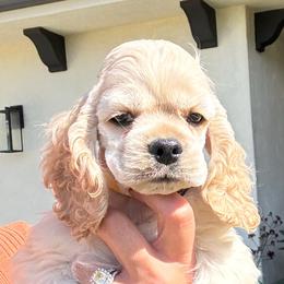 Yellow collar male - Buff male Cocker Spaniel puppy in Bonsall, California from CuttinBlue Farms