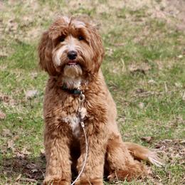 Gabby - Australian Labradoodle