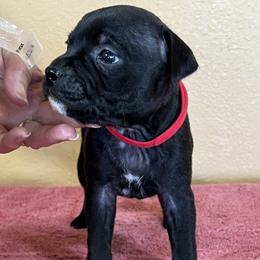 Drago - Brindle male Staffordshire Bull Terrier puppy in Lincoln, California from J Jax Staffords