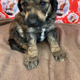 Poodle Puppies from Wonderland Kennel