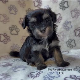 Loki - Black and tan male Havanese puppy in Lovingston, Virginia from Tye River Havanese