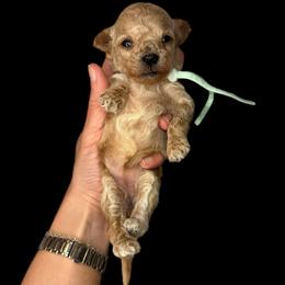 Bunny (teal) - Cream female Goldendoodle puppy in Hot Springs, Arkansas from Hot Springs Kennels
