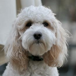 Lou - Goldendoodle