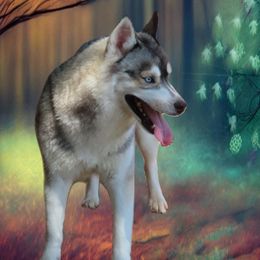Mysty - Gray and white female Siberian Husky puppy in Hiawassee, Georgia from Chastains Huskies