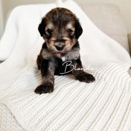 Blondie - Sable female Bernedoodle puppy in Cedar County, Missouri from Sac River Goldendoodles  & Bernedoodles LLC