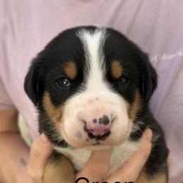 Green boy - Black, white and red male Greater Swiss Mountain Dog puppy in Woodland, Washington from Woodland Swissie’s