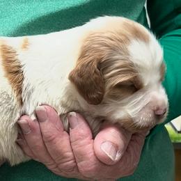 Sadie girl 2 - Orange and white female Brittany puppy in Floyd Knobs, Indiana from Cross Creek Brittanys