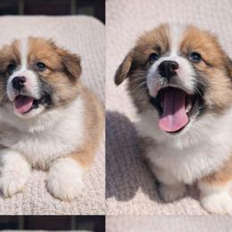 Boy 5 Mr Dark Blue - White and red male Pembroke Welsh Corgi puppy in Milton, Florida from Milton Corgis