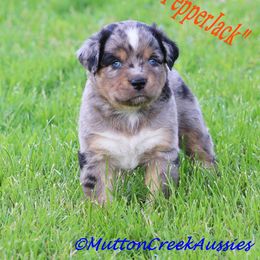 Miniature Australian Shepherd Puppies from Mutton Creek Aussies
