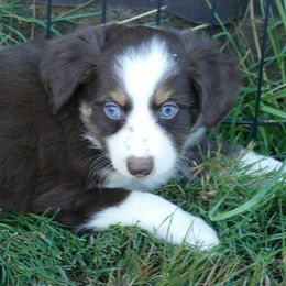 Miniature Australian Shepherd and Toy Australian Shepherd Puppies from Hughes Toys Mini Aussies