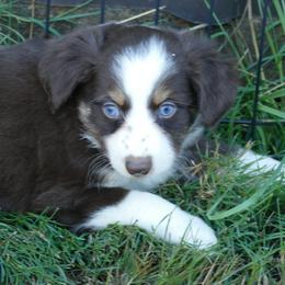 Miniature Australian Shepherd and Toy Australian Shepherd Puppies from Hughes Toys Mini Aussies