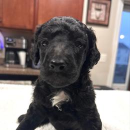 Faith - Black female Poodle puppy in Denton, Maryland from Cajun Girl Kennels