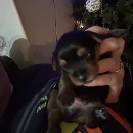 Australian Shepherd and Yorkshire Terrier Puppies from Lovey-dovey Aussies & Yorkies