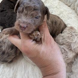 Puppy pick 5 girl - Merle female Goldendoodle puppy in Natural Bridge, Virginia from Padgetts Hill Puppies