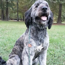 Dolly - Bernedoodle